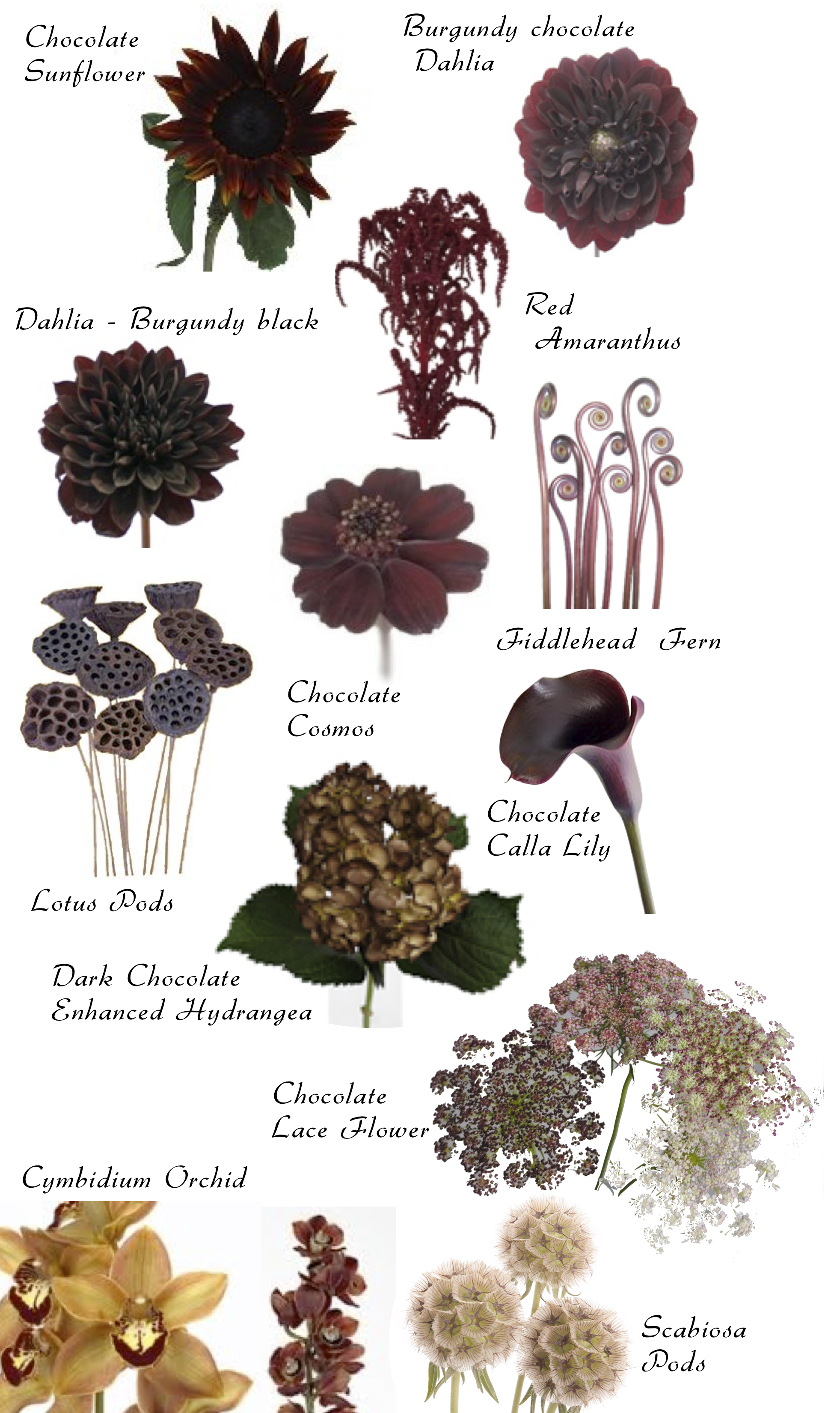 Types Of Flowers Chart With Names